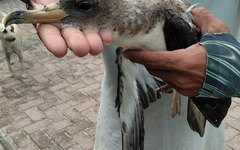 Aves marinhas encalham em Alagoas