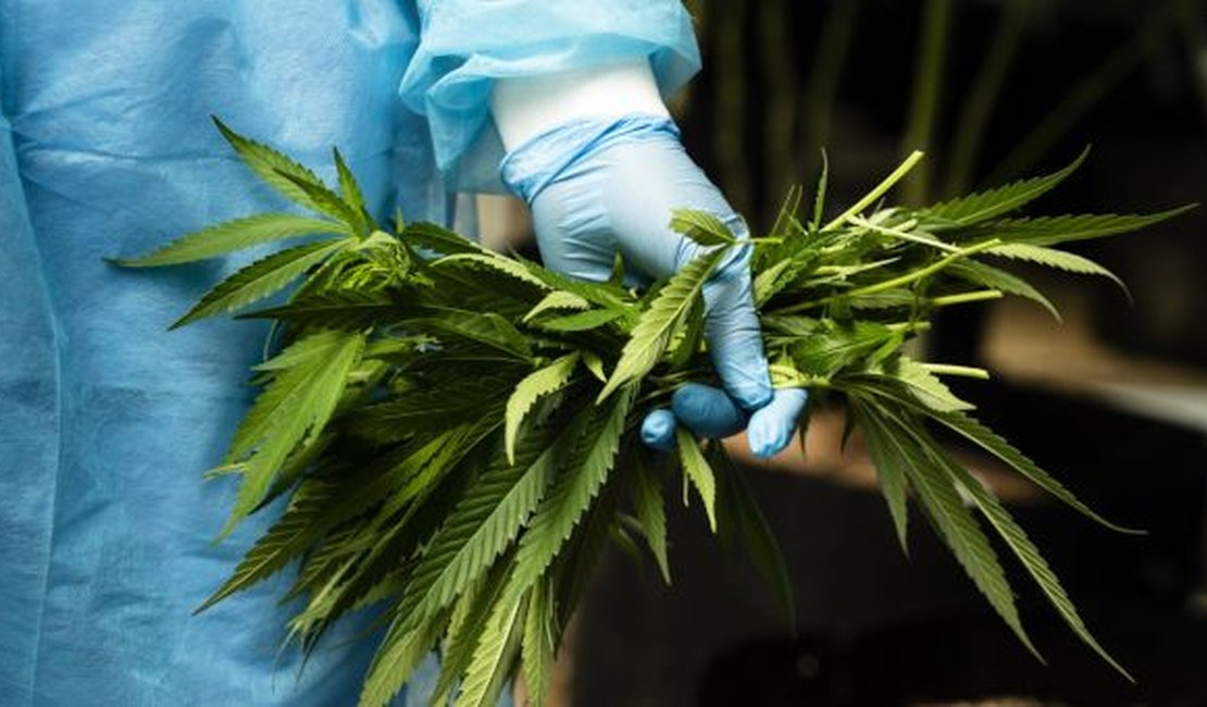Senado acata sugestão popular que libera de uso medicinal da cannabis