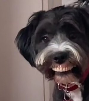 [Vídeo] Cão viraliza ao roubar dentadura e exibir novo sorriso