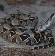 IMA alerta: como agir em caso de picadas de serpentes e o que fazer ao encontrar esses animais