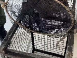 Coruja é encontrada debaixo de carro em Colônia Leopoldina e resgatada pelo Batalhão Ambiental