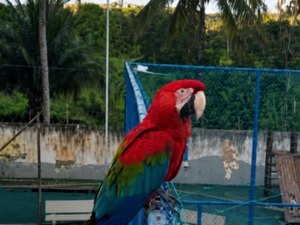 Arara vira atração em praça de Maceió e moradores temem pela segurança da ave
