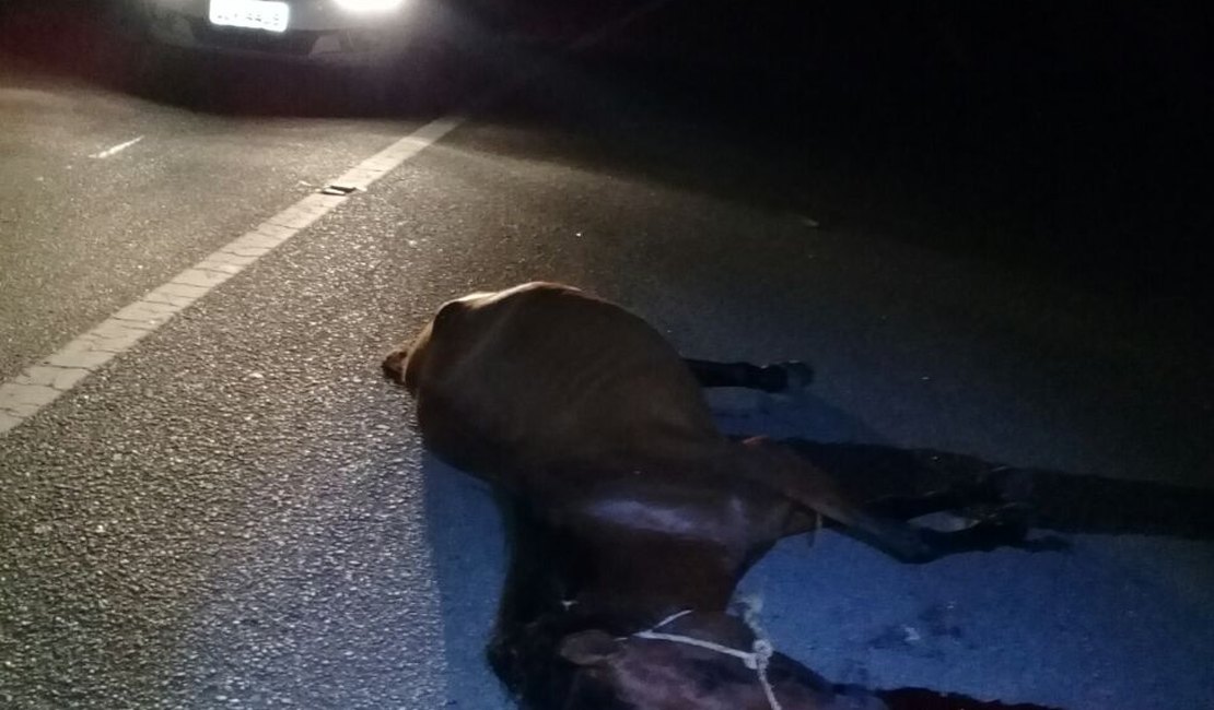 Cavalo morre atropelado durante acidente na AL 101 Sul