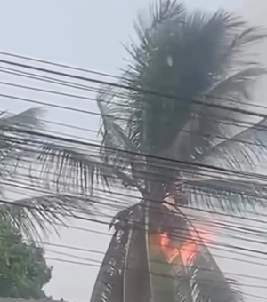 Coqueiro pega fogo após ser atingido por raio em Arapiraca