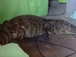 Jacaré é encontrado dentro de casa no bairro Petrópolis, em Maceió