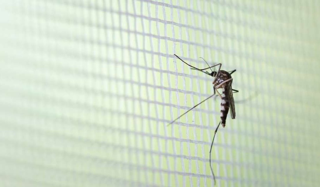 Os sinais que indicam nova alta da dengue no Brasil em 2020