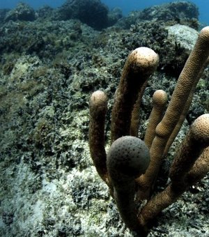 Estudo mostra que lama de barragem em MG danificou corais de Abrolhos (BA)