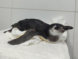 Se perdeu? Veja por que um pinguim acabou encalhado na Praia do Gunga