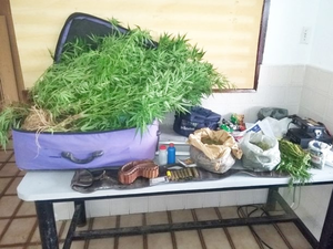 Operação no Sertão apreende plantação com 50 quilos de maconha