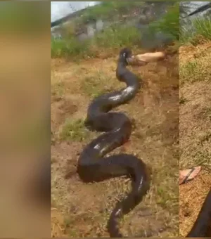 Conheça a sucuri gigante que viralizou ao engolir cachorro em fazenda