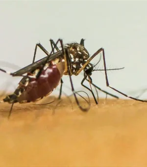 Vírus da chikungunya afeta crianças e adolescentes e deixa sequelas