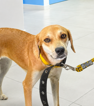 Dia do Cachorro Caramelo é celebrado em Maceió pela importância da adoção