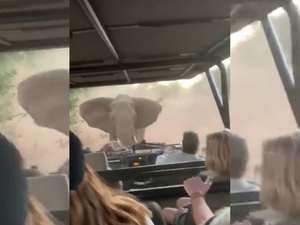 Elefante persegue turistas durante safári na África; veja o vídeo