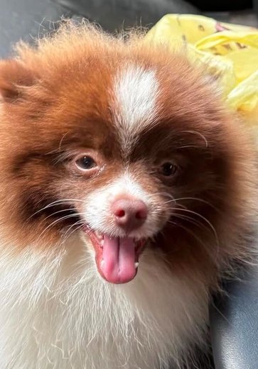 Cachorrinho da raça Lulu da Pomerânia desaparece no bairro Baixão