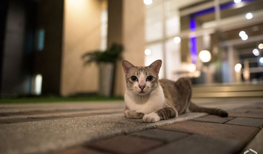 [Vídeo] Morador pode ser punido por alimentar gatos em condomínio? Entenda