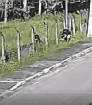 Polícia procura envolvidos na morte de homem na porta do trabalho em Marechal