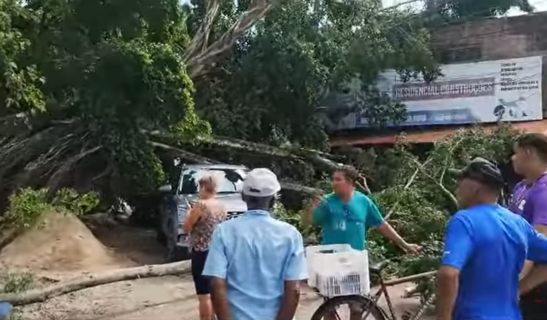 [Vídeo] Queda de árvore atinge veículo, loja e rede elétrica em Maceió