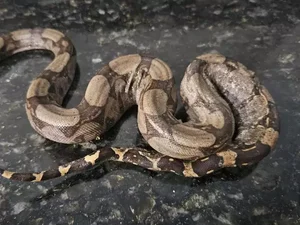Homem pisoteia e mata jiboia ao ser flagrado traficando animais no RJ