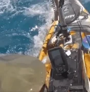 Vídeo: tubarão-tigre ataca caiaque de pescador