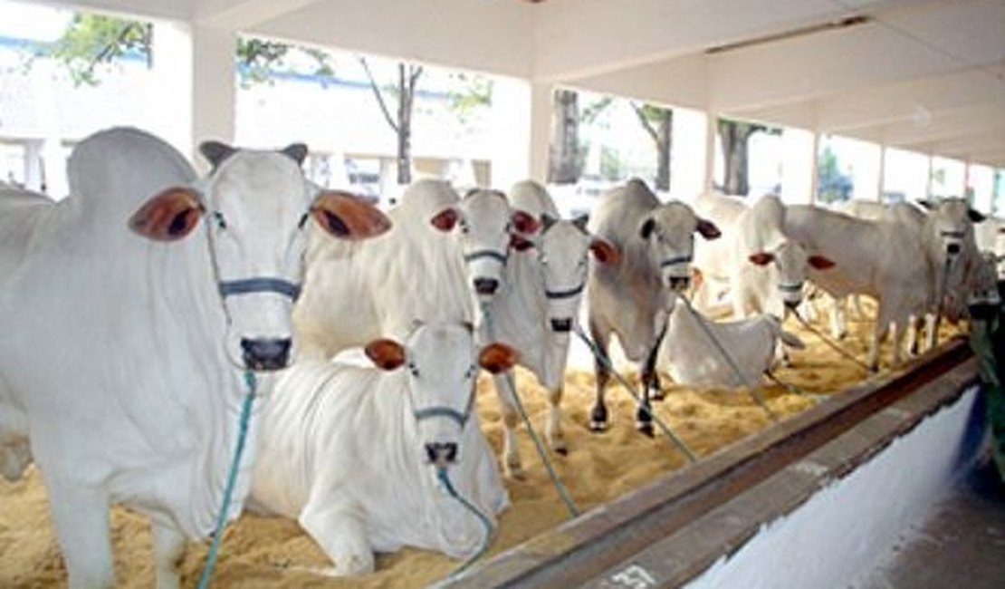 Expoagro promete aquecer mercado pecuarista de Alagoas