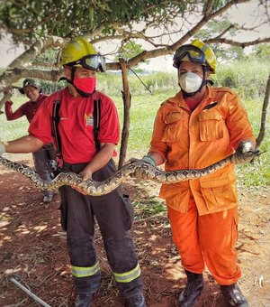 Cobra com mais de dois metros é encontrada na zona rural de Coité do Nóia