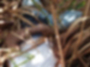 Corpo é encontrado em plantação de cana-de-açúcar em São Luís do Quitunde