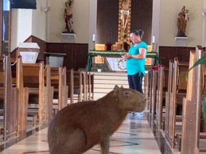 Capivara invade igreja e mobiliza bombeiros em São Paulo