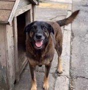 Caso Orelha: polícia pede internação de adolescente envolvido no crime