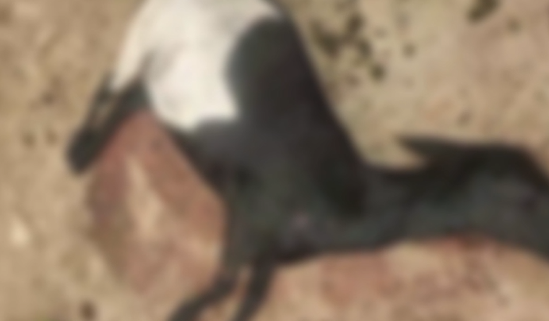 Criadores relatam novo ataque a ovelhas e temem 'chupa-cabra' no Agreste