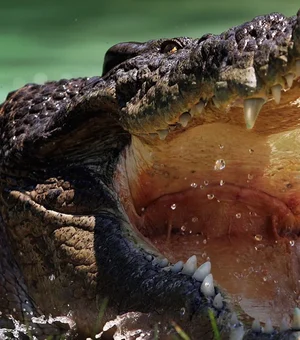 Adolescente de 14 anos é atacado por crocodilo durante pesca em praia