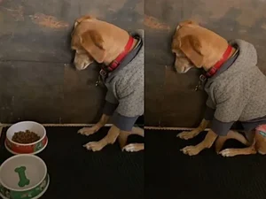 Cachorra viraliza no Tik Tok por não querer comer ração. Assista!