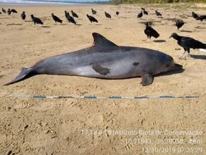 Óleo não foi a causa da morte de golfinho no litoral alagoano, diz IMA