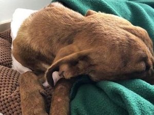 Cachorro é resgatado de escombros um mês após furacão Dorian