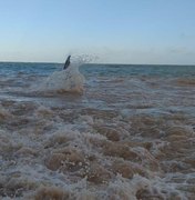Baleia encalhada na Barra de Santo Antônio é reintroduzida ao mar