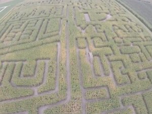 Labirinto em milharal se torna atração turística nos EUA; veja vídeo