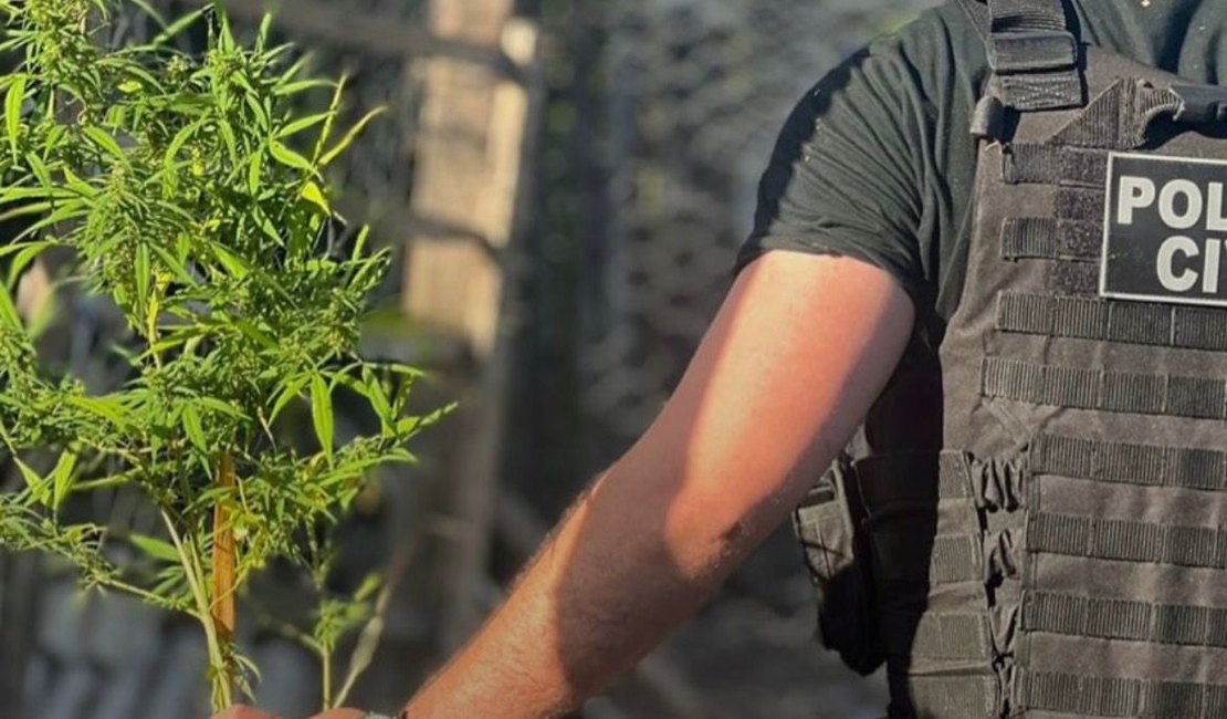 Polícia Civil deflagra Operação Alta Paz e prende quatro suspeitos ligados ao tráfico de drogas