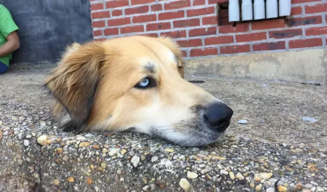 Cachorro sem corpo? Ilusão de ótica confunde internet