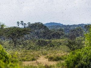Nuvem de gafanhotos: governo declara emergência fitossanitária