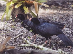 Mutum-de-alagoas, ave considerada extinta, volta ao ambiente após 30 anos