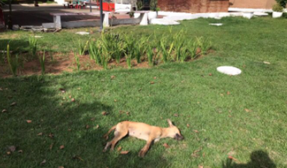 Cachorros supostamente envenenados são encontrados mortos na área central de Arapiraca