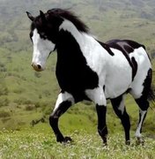 1ª Exposição de Cavalos Pampas de Alagoas ocorre durante a Expoagro