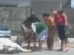 Polícia Civil localiza dono e apreende cavalos após denúncia no Benedito Bentes