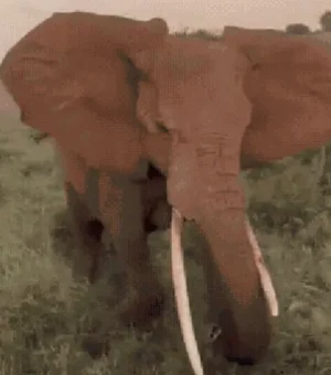 Elefante avança contra turistas e causa pânico em safári na África