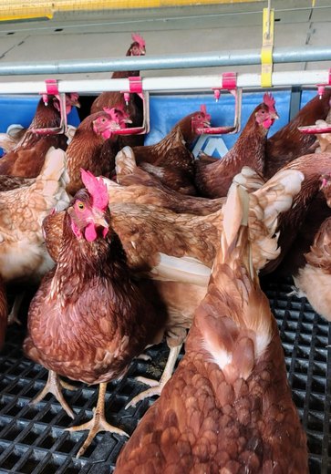 Gripe aviária: ministro da Agricultura afirma que foco foi contido