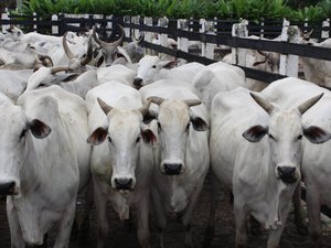 Alagoas se aproxima do status de Zona Livre Sem Vacinação contra a Aftosa