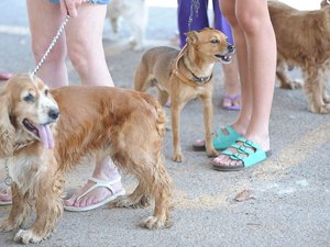 Rússia produz primeiro lote de vacina contra covid-19 para animais