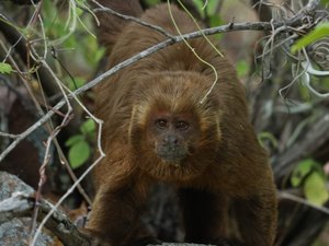 FPI inicia plano de conservação de espécie de primata ameaçada