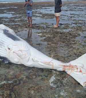 Filhote de baleia com marcas de mordida de tubarão é encontrado morto em Piaçabuçu