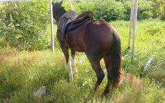 Acidente entre cavalo e carroceria de veículo