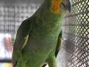 Cepram aprova Resolução sobre animais silvestres apreendidos ou resgatados